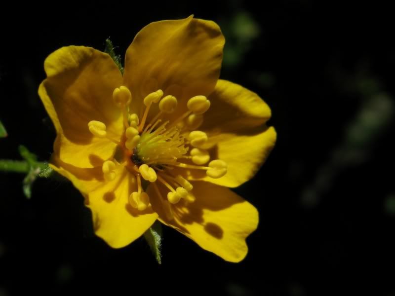Elk Meadows 8311 Oregon Hikers